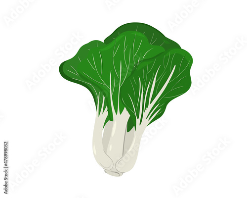 Chinese petiole cabbage or Bok choy or  Pak choi isolated on white background. Hand drawing flat vector illustration