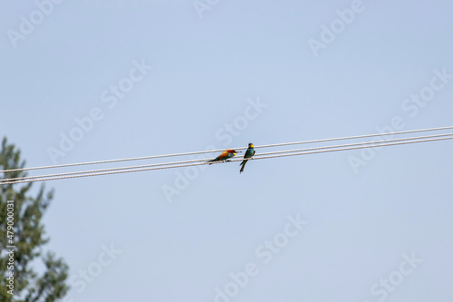 Two golden bee-eaters (Merops apiaster) sit on wires, one bird holds an insect in its beak