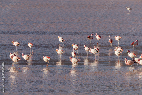 Flamingos gathered in the hundreds to feed, Eduardo Avaroa Andean Fauna National Reserve, Bolivia