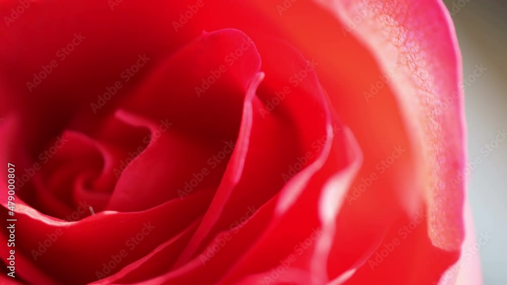 Rotating rose in the bouquet in 4k Rotating rose in the bouquet in 4k