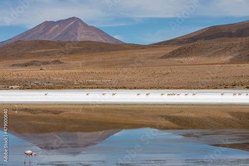 A herd of vicunas (Lama vicugna) in the altiplano of the high Andes Mountains, Bolivia photo