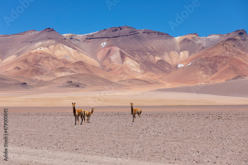A herd of vicunas (Lama vicugna) in the altiplano of the high Andes Mountains, Bolivia
