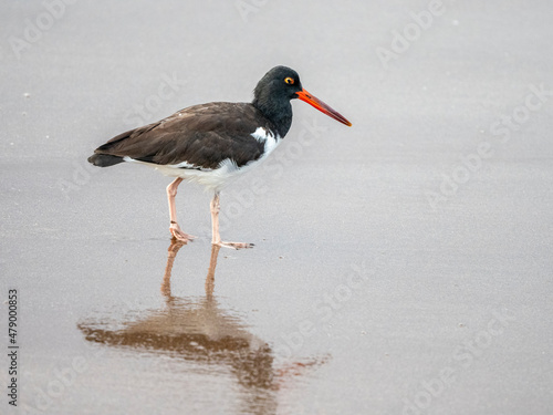 An adult American oystercatcher (Haematopus palliatus), in the surf on Santiago Island, Galapagos