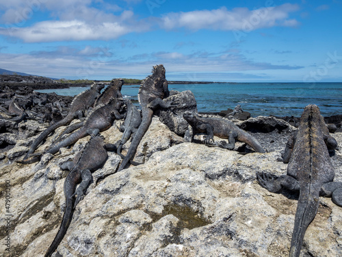 Adult Galapagos marine iguanas (Amblyrhynchus cristatus), on Fernandina Island, Galapagos photo