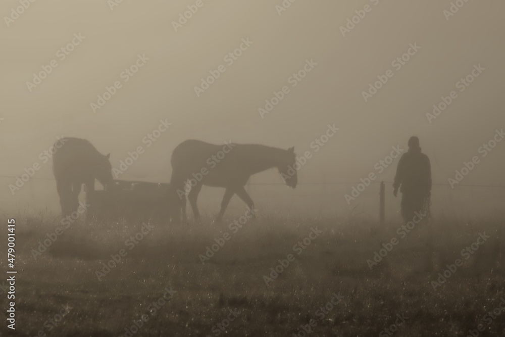 A silhouette of a groomsman approaching two horses on a misty morning in a field.