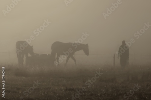 Fototapeta Naklejka Na Ścianę i Meble -  A silhouette of a groomsman approaching two horses on a misty morning in a field.
