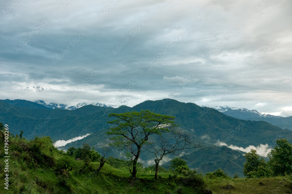 Tree in cloudy mountains