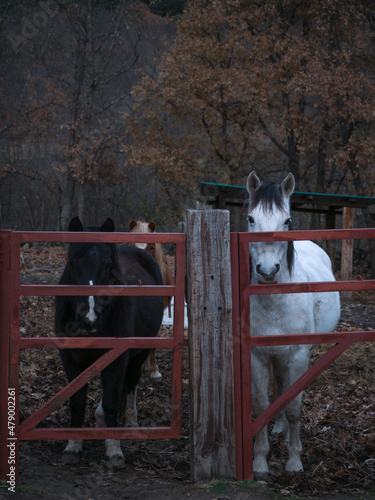 Three ponies in their paddock on a cold autumn day. photo