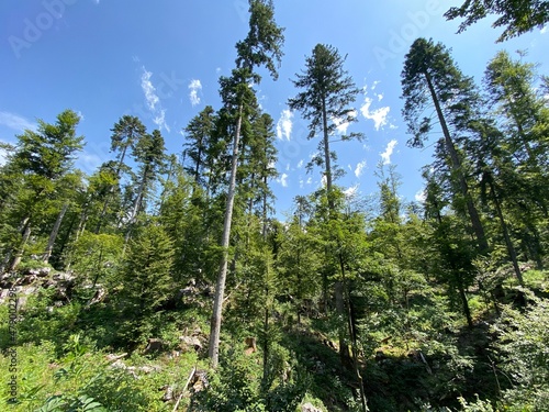 Mixed mountain forest in the area of Golubinjak forest park in Gorski kotar - Sleme, Croatia (Miješana goranska šuma na prostoru park šume Golubinjak u Gorskom kotaru - Sleme, Hrvatska) photo