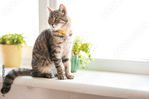 Cat and houseplant concept photo. Non toxic plants for pets. Pepromia and domestic animals. Urban jungle theme. Cat care. photo