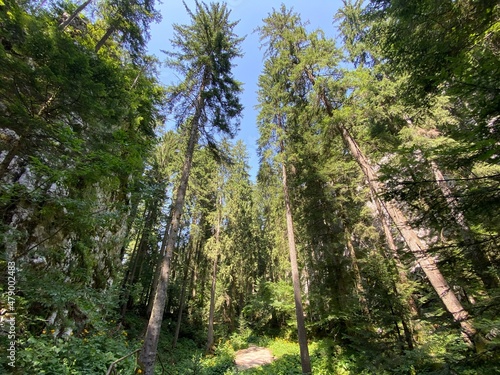 Mixed mountain forest in the area of Golubinjak forest park in Gorski kotar - Sleme, Croatia (Miješana goranska šuma na prostoru park šume Golubinjak u Gorskom kotaru - Sleme, Hrvatska) photo