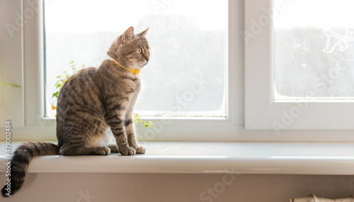 Cat concept photo. Pets at apartment. Domestic animals. Kitten sitting on a window sealing. Cat care.