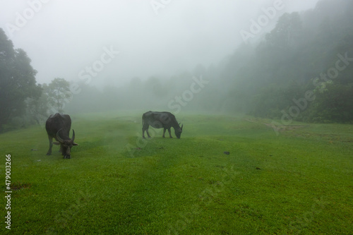 Nepal Buffalo © Andreas