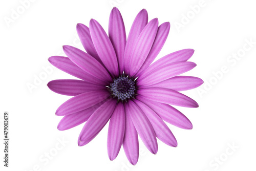 Purple African daisy with white background