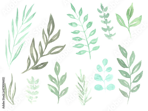 watercolor drawing of different leaves