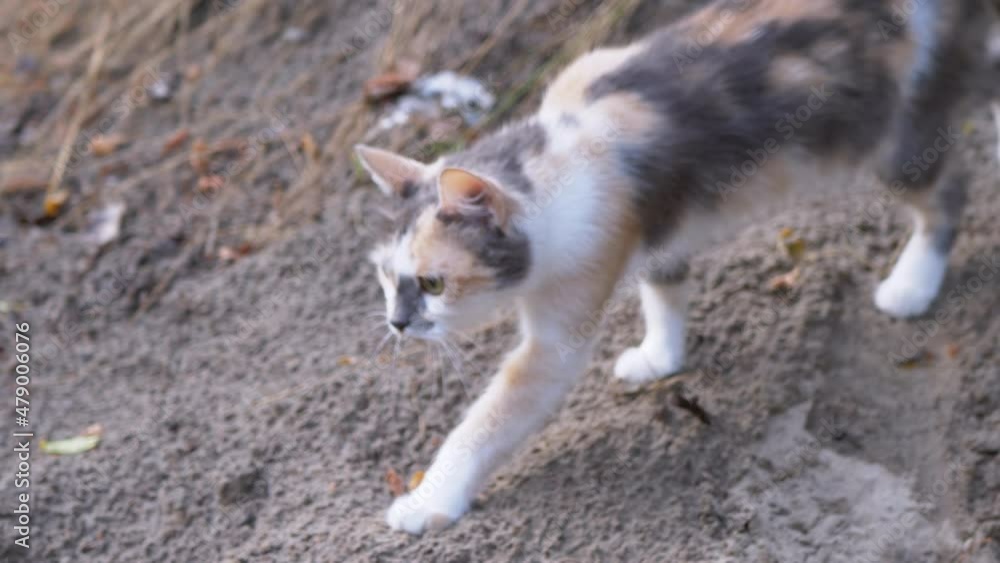 A Homeless Hungry Tricolor Cat Hunts in Woods During the Day. Cat slowly sneaks along the wet sand to attack, to catch prey. The tense look of a pet with green wide-open eyes. Survival in wild nature. A Homeless Hungry Tricolor Cat Hunts in Woods During the Day. Cat slowly sneaks along the wet sand to attack, to catch prey. The tense look of a pet with green wide-open eyes. Survival in wild nature.