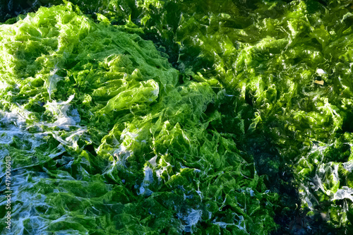 photos of aquatic plants, sea lettuce photo