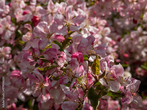 Close-up shot of pink and white apple tree blossoms with yellow stamens. Fruit tree flowers among small green leaves. Beautiful pink floral scenery in spring
