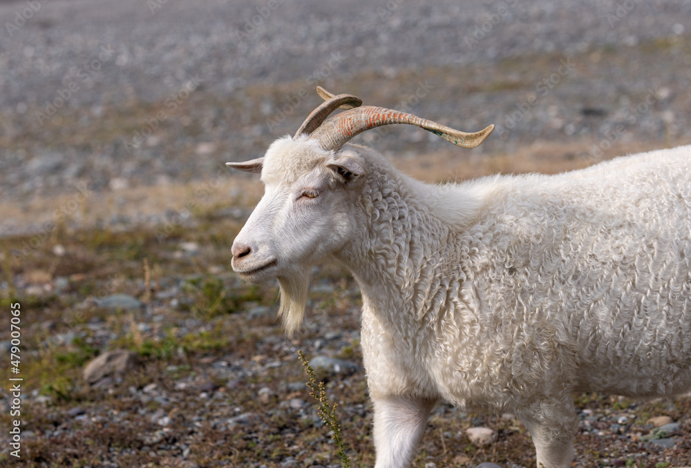 Fototapeta premium Portrait of a white domestic goat that walks on mountain rocks.