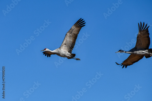 Sandhill cranes flying over Whitewater Draw Wildlife Area in McNeal  Arizona. 1.5.22