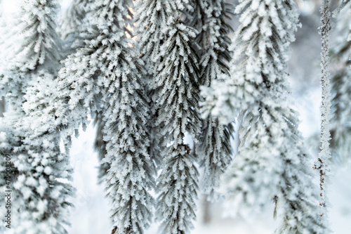 The Spruce branches in a hoarfrost close-up