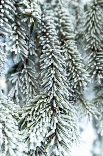 The Spruce branches in a hoarfrost close-up © olgavolodina