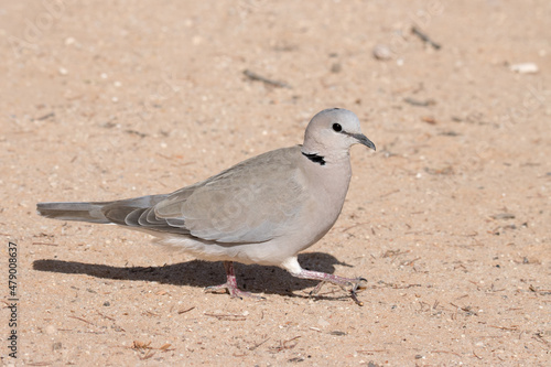 Kgalagadi Transfrontier National Park, South Africa: Cape Turtle Dove