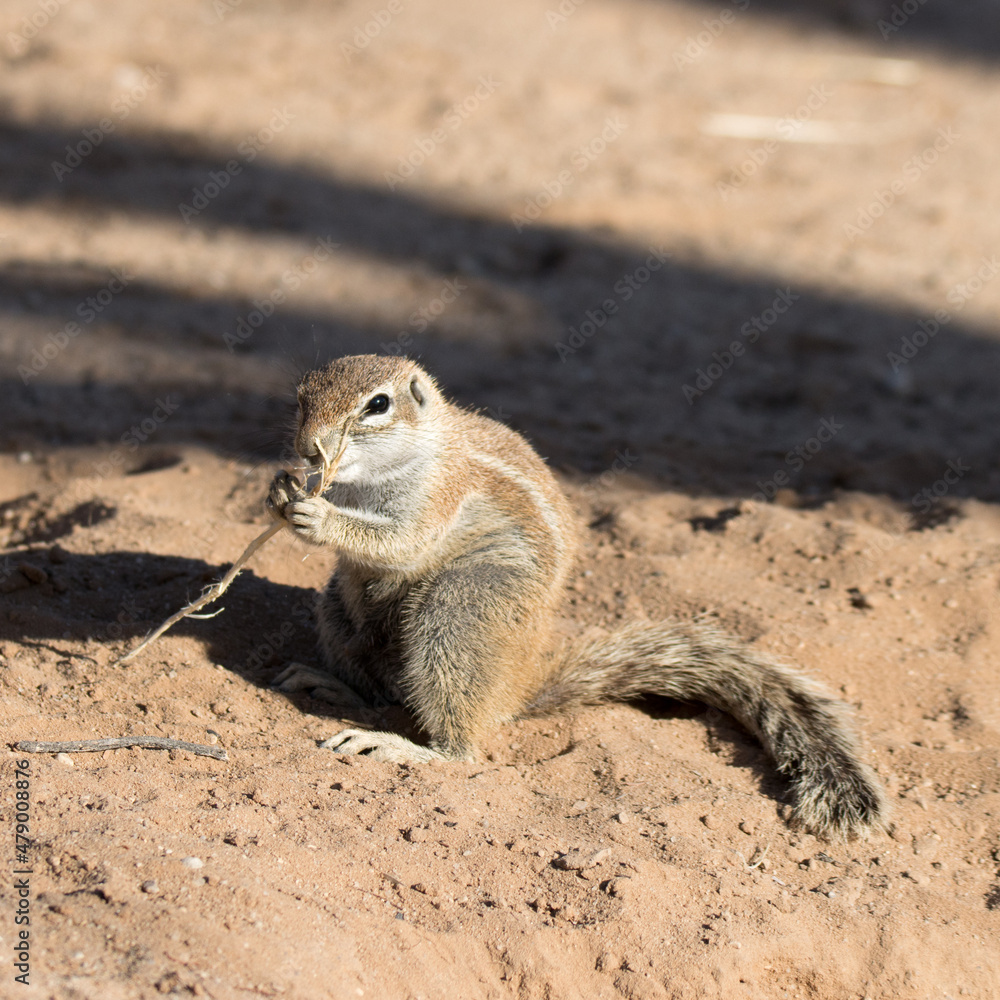 Kgalagadi Transfrontier National Park South Africa: Ground squirrels Kgalagadi Transfrontier National Park South Africa: Ground squirrels