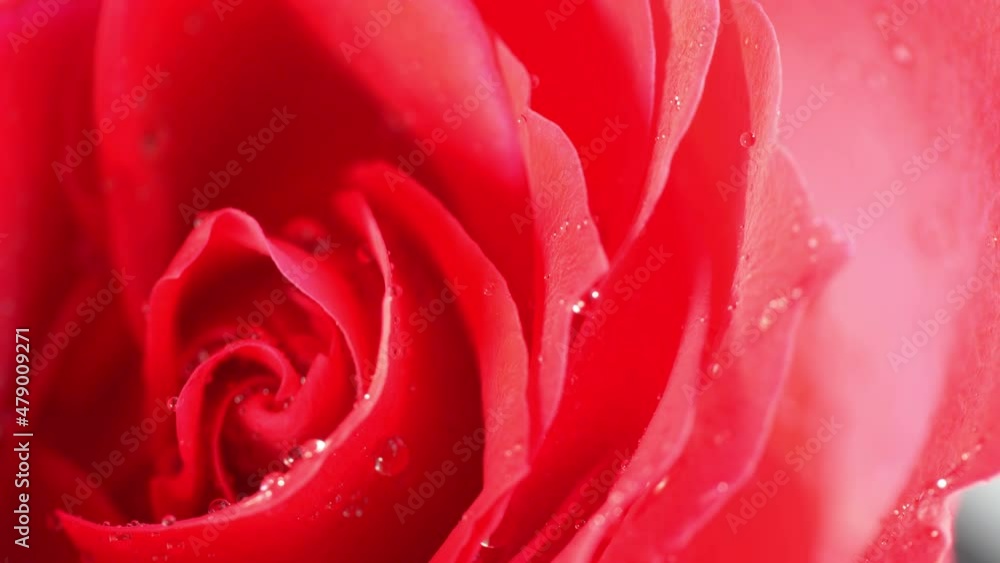 Rotating rose in the bouquet in 4k Rotating rose in the bouquet in 4k