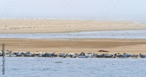 Fur seals lie on the seashore. photo