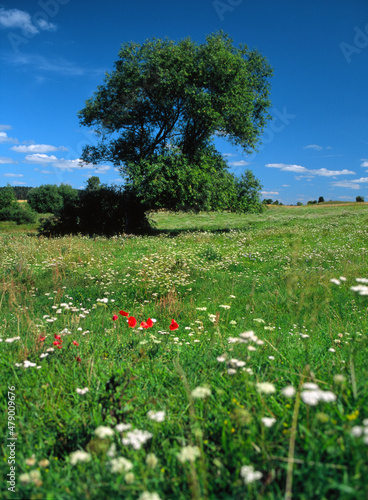 Fototapeta Naklejka Na Ścianę i Meble -  Masurian landscape near Snirdwy Lake, Poland