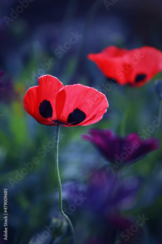 red poppy flower on a blurry background