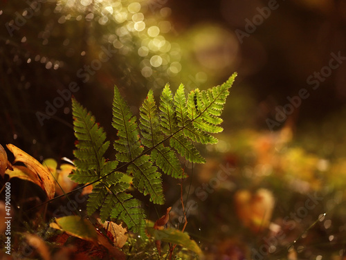 Green fern leaf with a gentle blurred background in fall forest photo