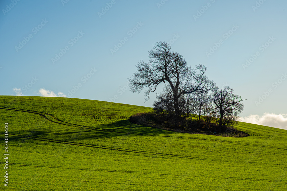 tree on a hill in a green field with blue sky