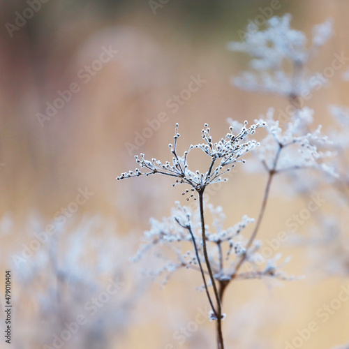 Morning frost on the bushes against a soft blurred background © Jadwiga