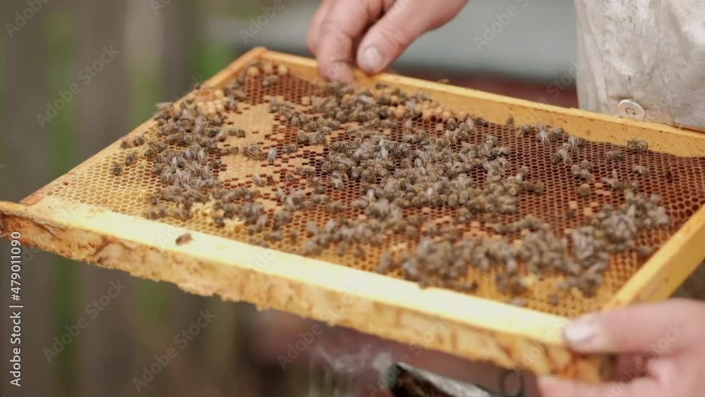 The beekeeper holds a frame with honey, and bees. Close-up of beekeeping. Local ecosystem and support. Social groups. Bee hotels and app, endangered species, leisure, environmental activism. Footage. The beekeeper holds a frame with honey, and bees. Close-up of beekeeping. Local ecosystem and support. Social groups. Bee hotels and app, endangered species, leisure, environmental activism. Footage.