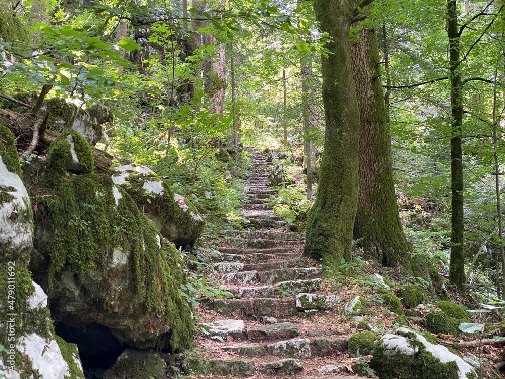 Obraz premium Marked tourist-hiking trail in Golubinjak forest park or Cave trail in Gorski kotar - Sleme, Croatia (Markirana turističko-planinarska staza u park šumi Golubinjak ili Staza spilja u Gorskom kotaru)