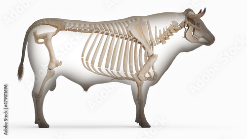 3d rendered illustration of the bovine anatomy - the skeleton