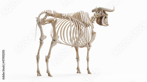 Fototapeta Naklejka Na Ścianę i Meble -  3d rendered illustration of the bovine anatomy - the skeleton
