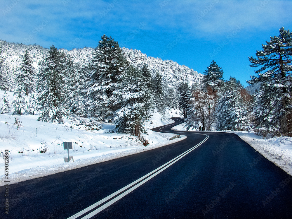 Fototapeta premium travel in winter snow ice asphalt firs in sunny cold day