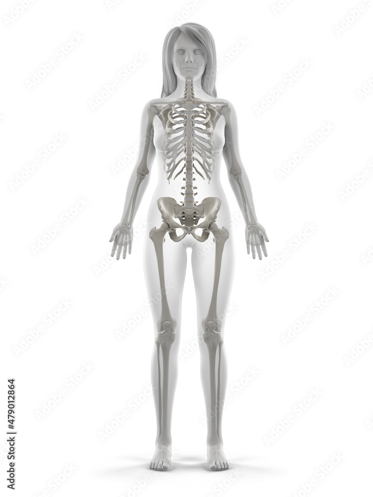 3d rendered illustration of the female skeleton