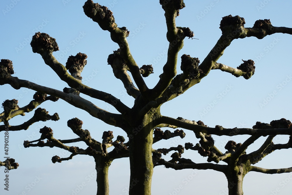 tree with sky background,platanen,beschnitt tree with sky background,platanen,beschnitt
