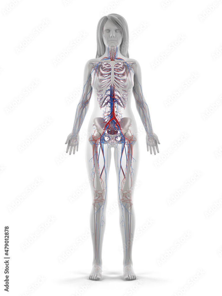 3d rendered illustration of the female vascular system 3d rendered illustration of the female vascular system