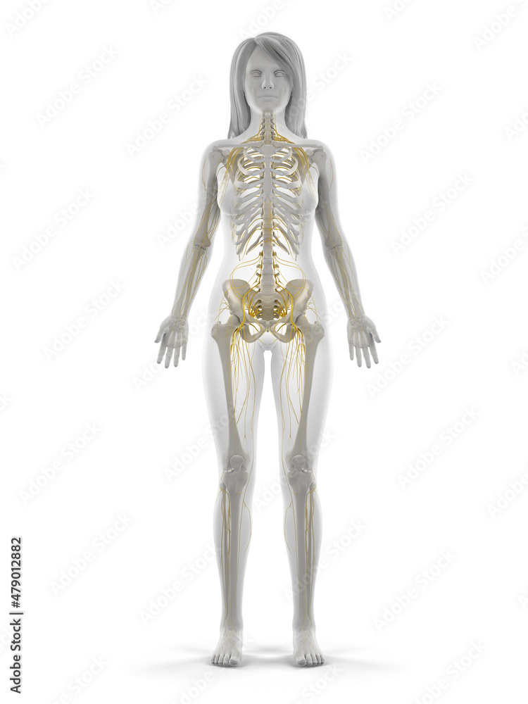 3d rendered illustration of the female nervous system