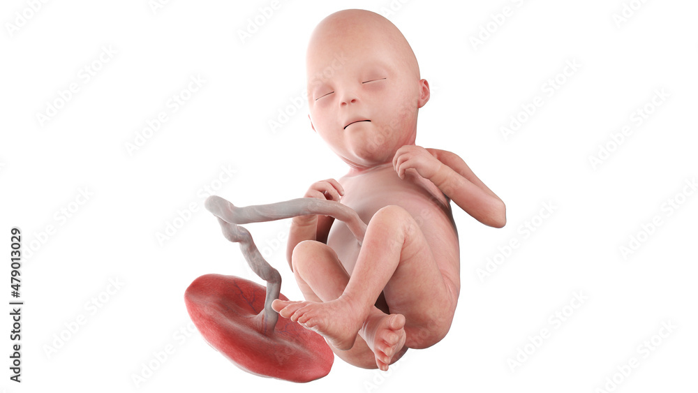 3d rendered medically accurate illustration of a human fetus - week 22 3d rendered medically accurate illustration of a human fetus - week 22