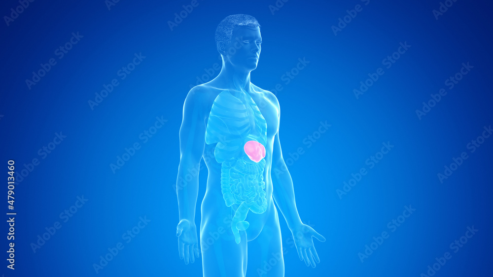 3d rendered medically accurate illustration of the male spleen 3d rendered medically accurate illustration of the male spleen