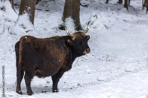 An aurochs cow herd at the bavarian forest national park, Ludwigsthal, in winter