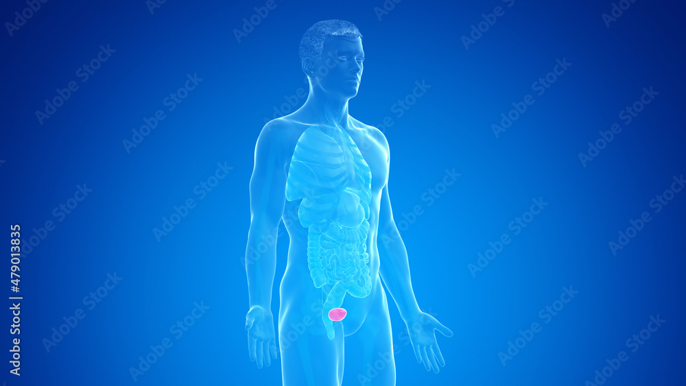 3d rendered medically accurate illustration of the male bladder 3d rendered medically accurate illustration of the male bladder