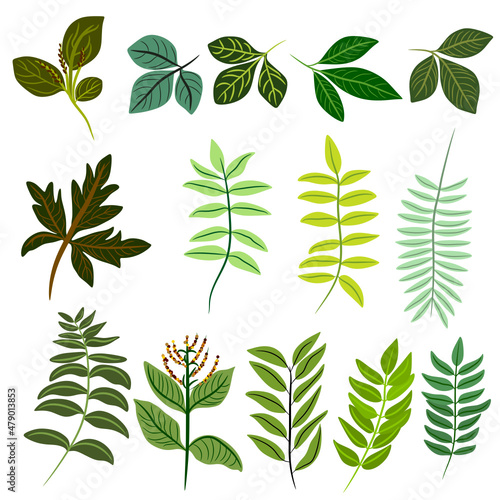 set of green leaves foliage svg vector illustration