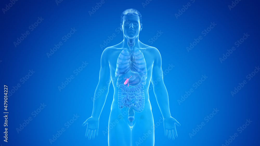 3d rendered medically accurate illustration of the male gallbladder 3d rendered medically accurate illustration of the male gallbladder